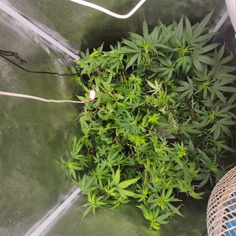 Tutankhamon growlog timeline photo
