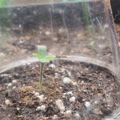Agatha growlog timeline photo