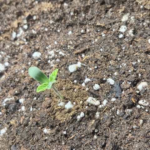 Agatha growlog timeline photo