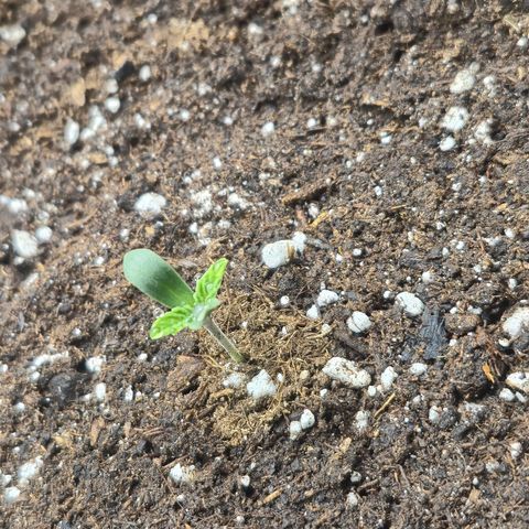 Agatha growlog timeline photo