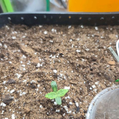 Agatha growlog timeline photo