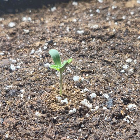 Agatha growlog timeline photo