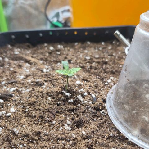 Agatha growlog timeline photo