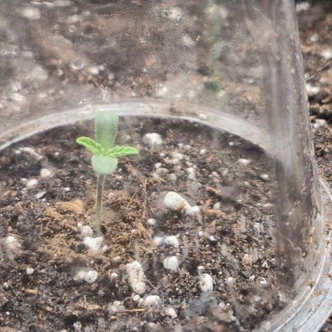 Agatha growlog timeline photo