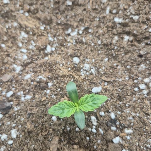 Agatha growlog timeline photo