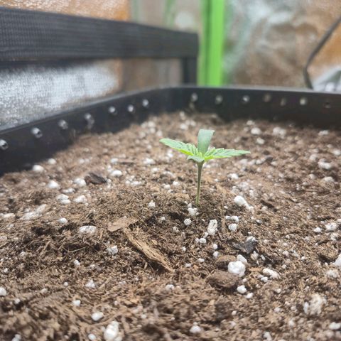 Agatha growlog timeline photo