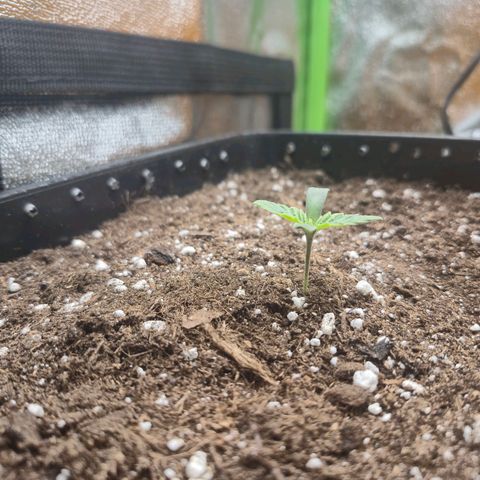 Agatha growlog timeline photo