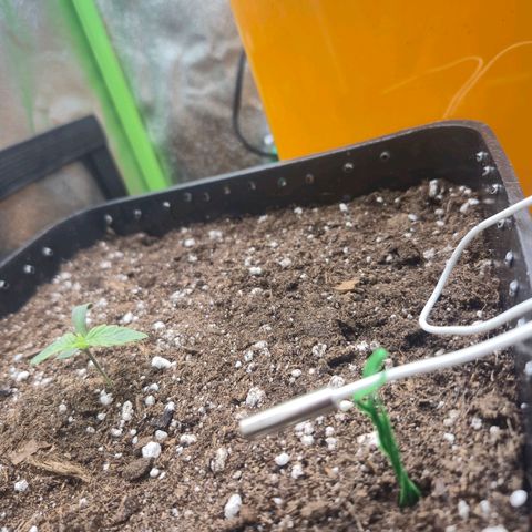 Agatha growlog timeline photo