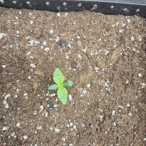 Agatha growlog timeline photo