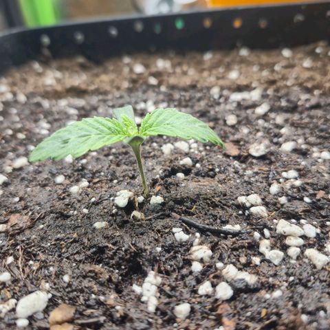 Agatha growlog timeline photo