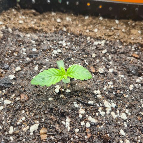 Agatha growlog timeline photo