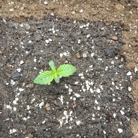 Agatha growlog timeline photo