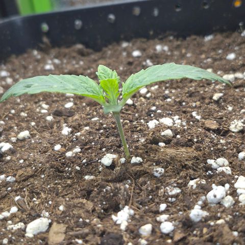 Agatha growlog timeline photo