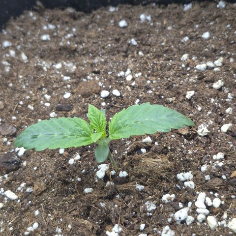 Agatha growlog timeline photo