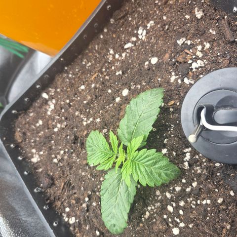 Agatha growlog timeline photo