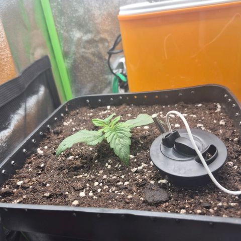 Agatha growlog timeline photo