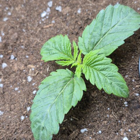 Agatha growlog timeline photo