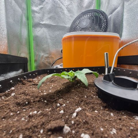 Agatha growlog timeline photo