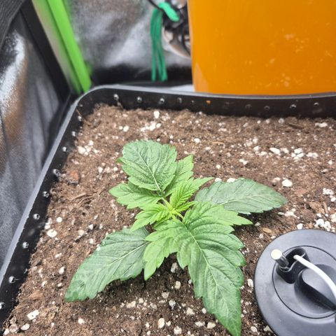 Agatha growlog timeline photo