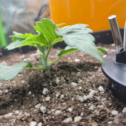 Agatha growlog timeline photo
