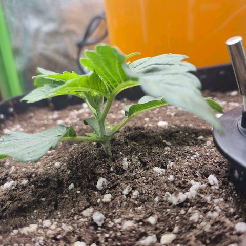 Agatha growlog timeline photo