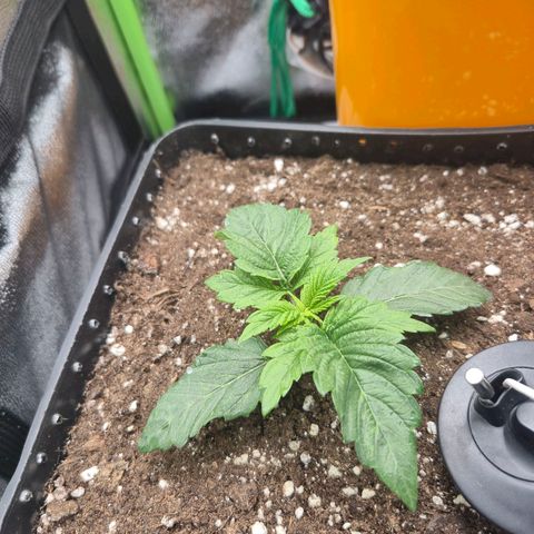 Agatha growlog timeline photo