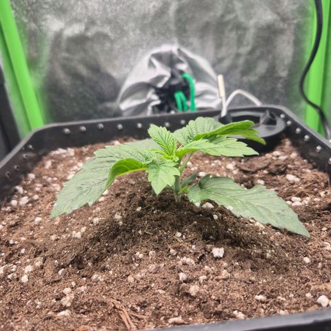 Agatha growlog timeline photo
