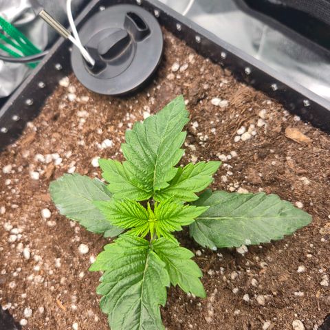 Agatha growlog timeline photo