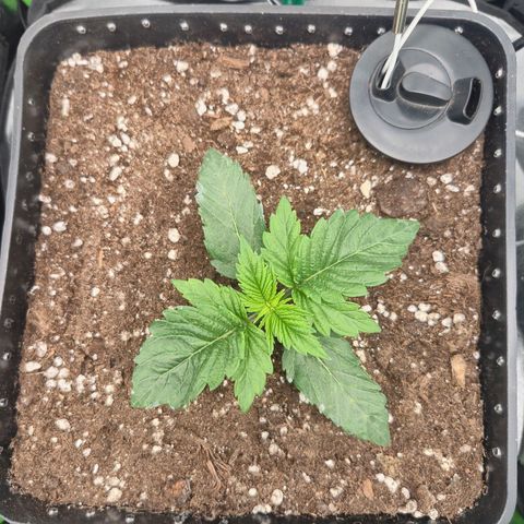 Agatha growlog timeline photo