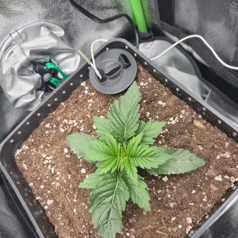 Agatha growlog timeline photo