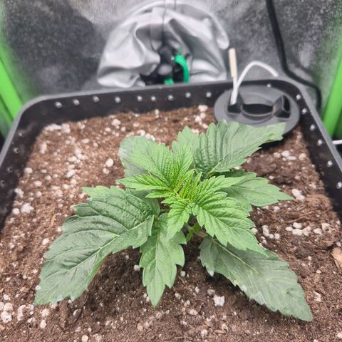 Agatha growlog timeline photo