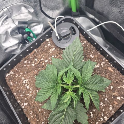 Agatha growlog timeline photo