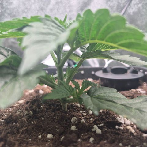 Agatha growlog timeline photo