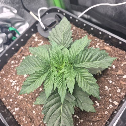Agatha growlog timeline photo