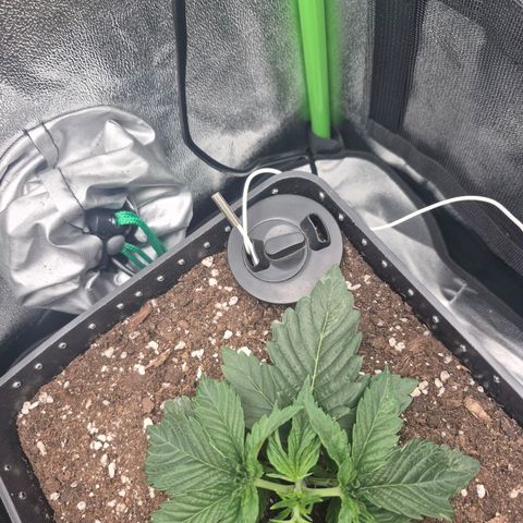 Agatha growlog timeline photo