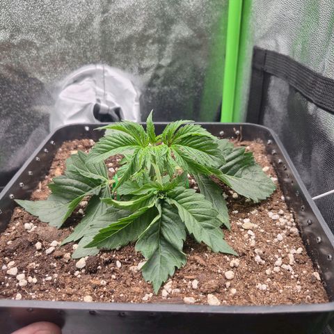 Agatha growlog timeline photo