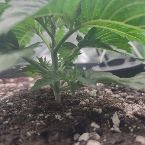 Agatha growlog timeline photo
