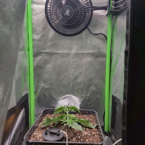 Agatha growlog timeline photo