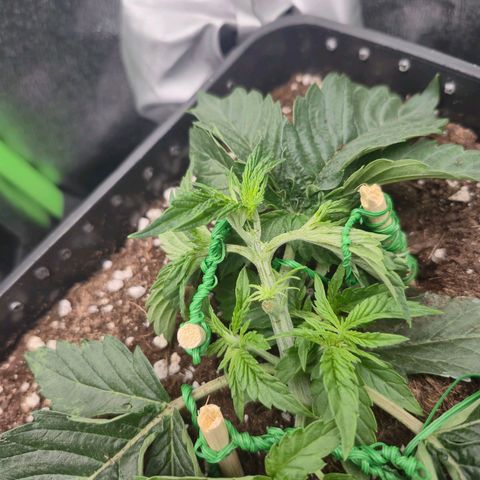 Agatha growlog timeline photo