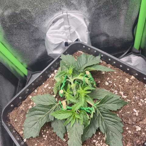 Agatha growlog timeline photo