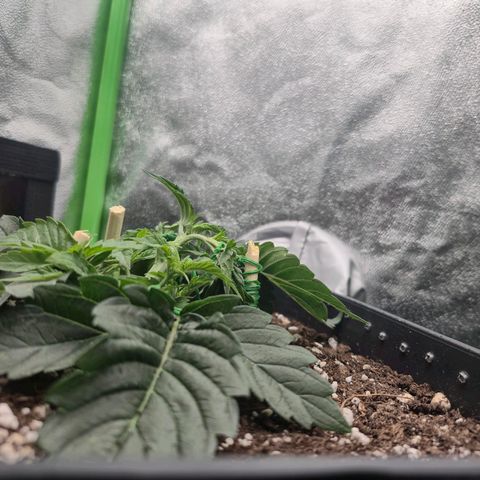 Agatha growlog timeline photo