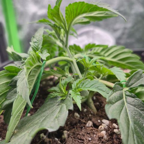 Agatha growlog timeline photo