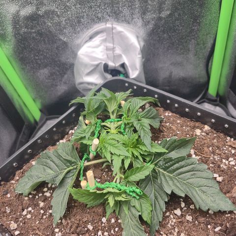 Agatha growlog timeline photo