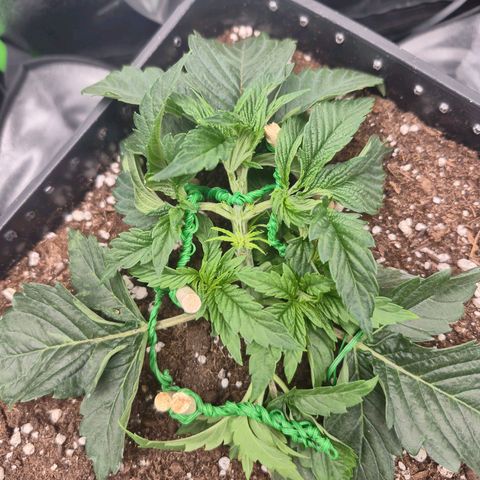 Agatha growlog timeline photo