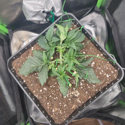 Agatha growlog timeline photo