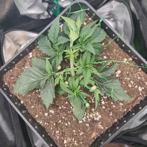 Agatha growlog timeline photo