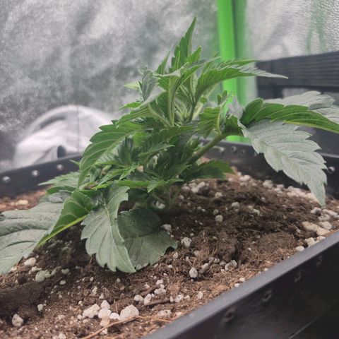 Agatha growlog timeline photo