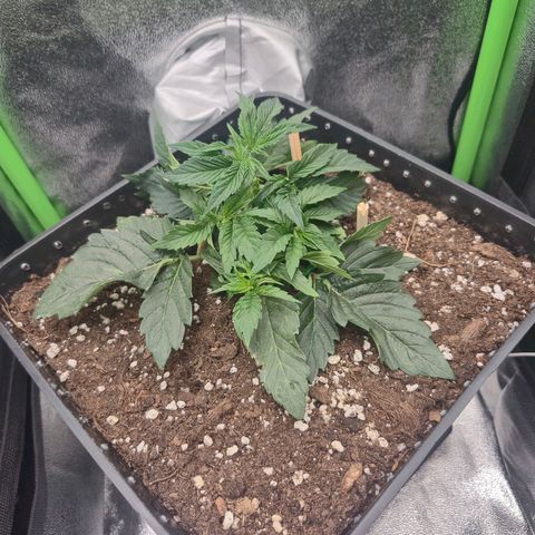Agatha growlog timeline photo