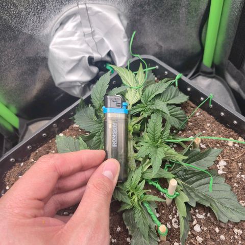 Agatha growlog timeline photo