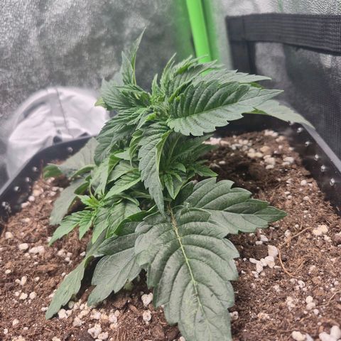 Agatha growlog timeline photo